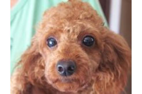 販売中のトイプードルの親犬